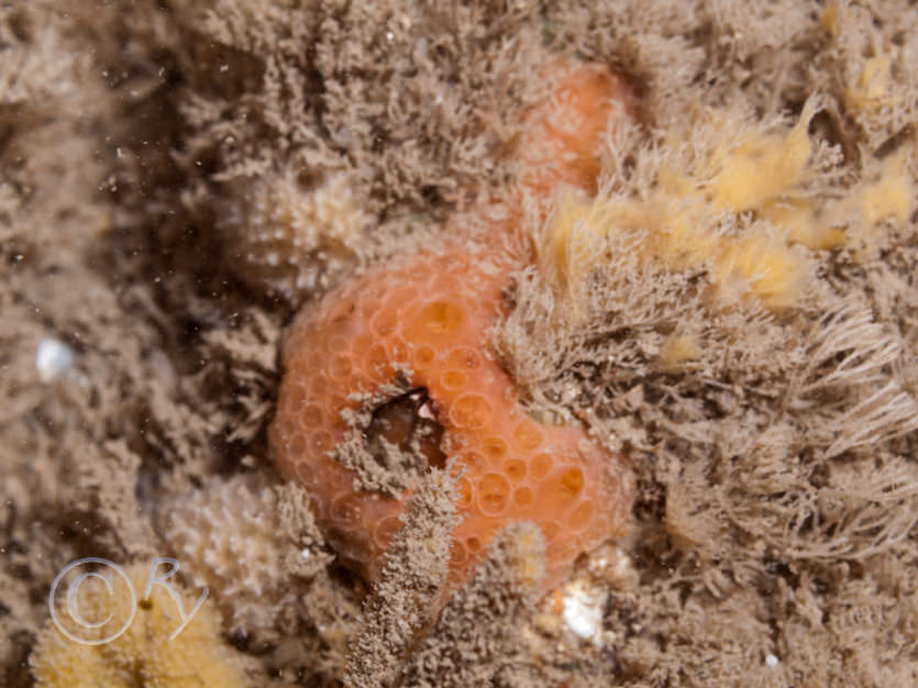 Crisia spp. -- white claw sea moss  crispy threads, Dysidea fragilis -- goosebump sponge, Phorbas fictitius -- red crater sponge, Raspailia hispida