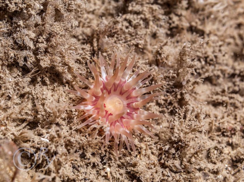 Urticina felina -- dahlia anemone
