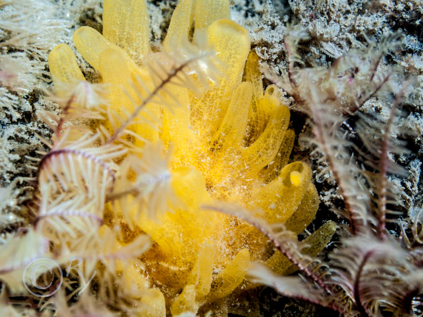 Polymastia boletiformis -- yellow hedgehog sponge