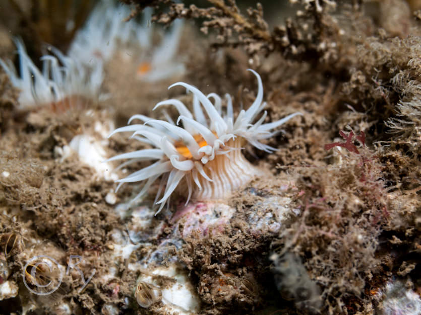 Actinothoe sphyrodeta -- white striped anemone
