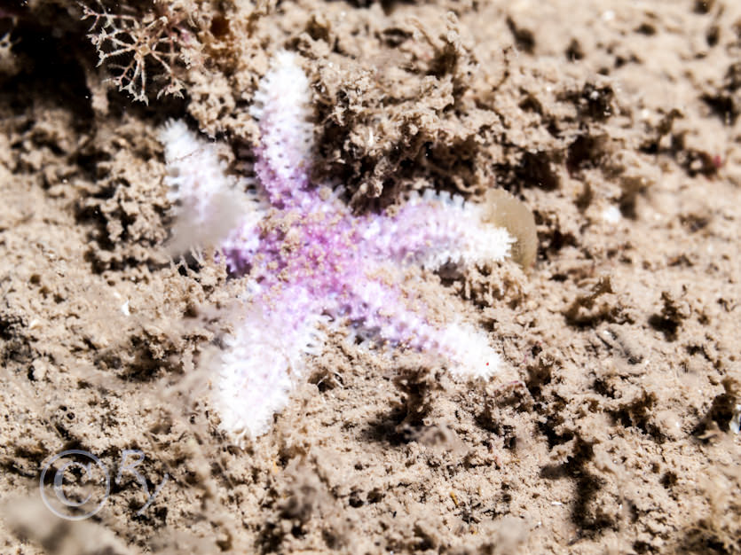 Leptasterias muelleri -- northern starfish