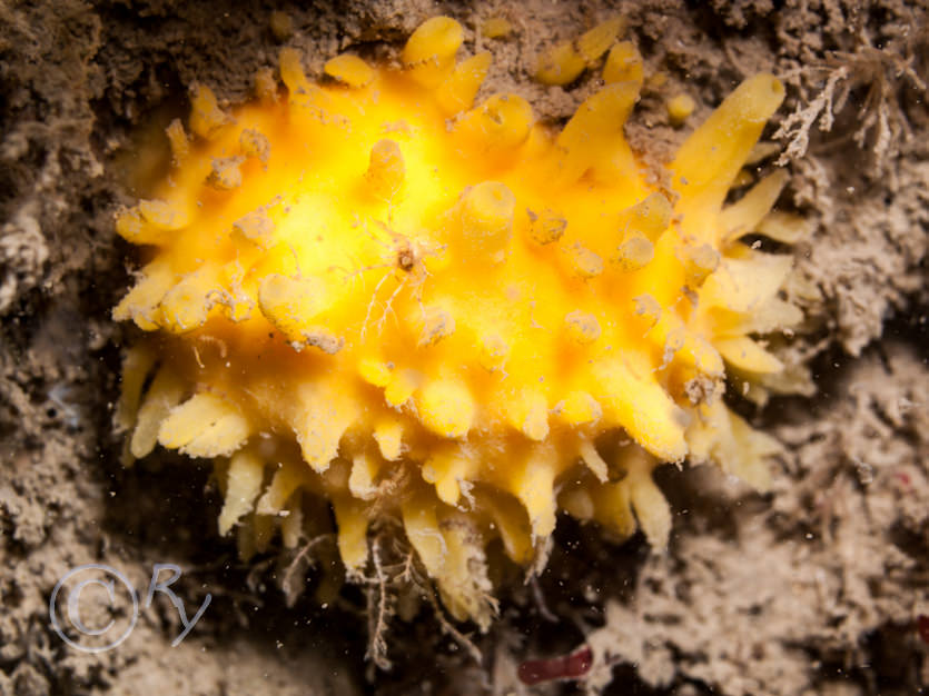 Polymastia boletiformis -- yellow hedgehog sponge