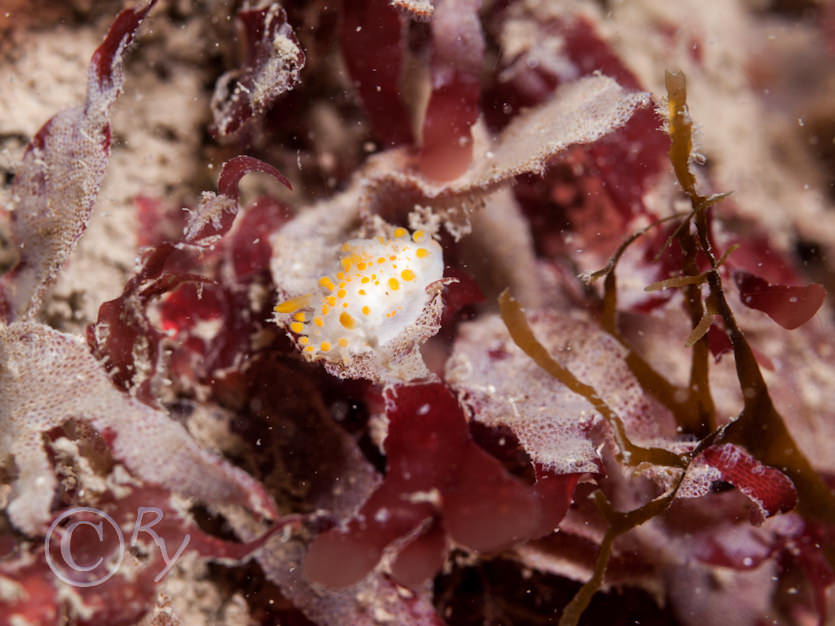 Limacia clavigera -- orange clubbed sea slug, Membranipora membranacea -- sea mat