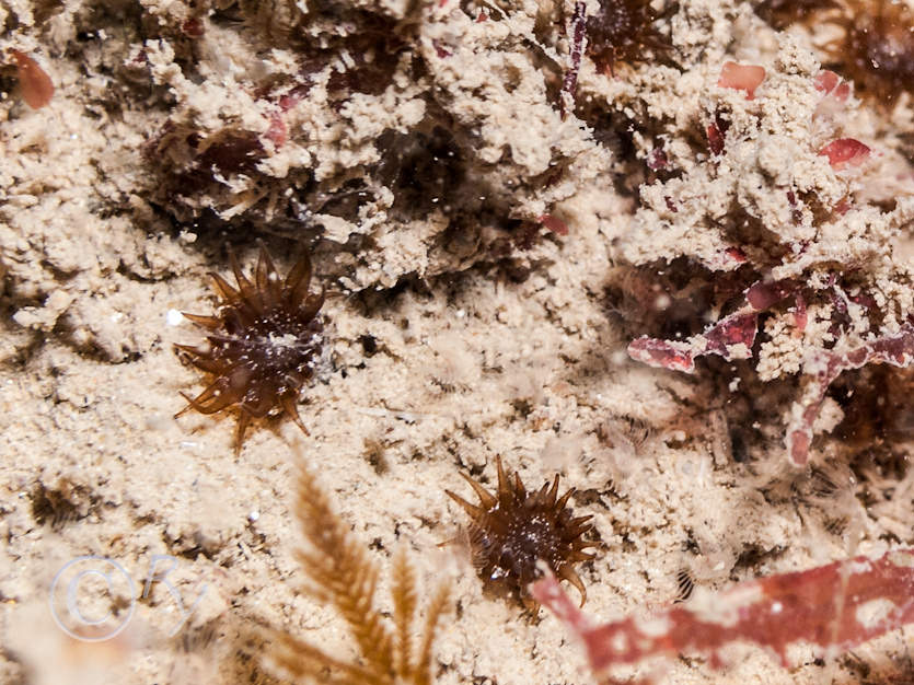 Isozoanthus sulcatus -- peppercorn anemone  ginger tiny