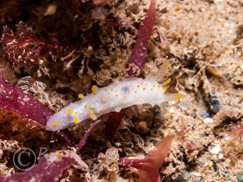 Limacia clavigera -- orange clubbed sea slug