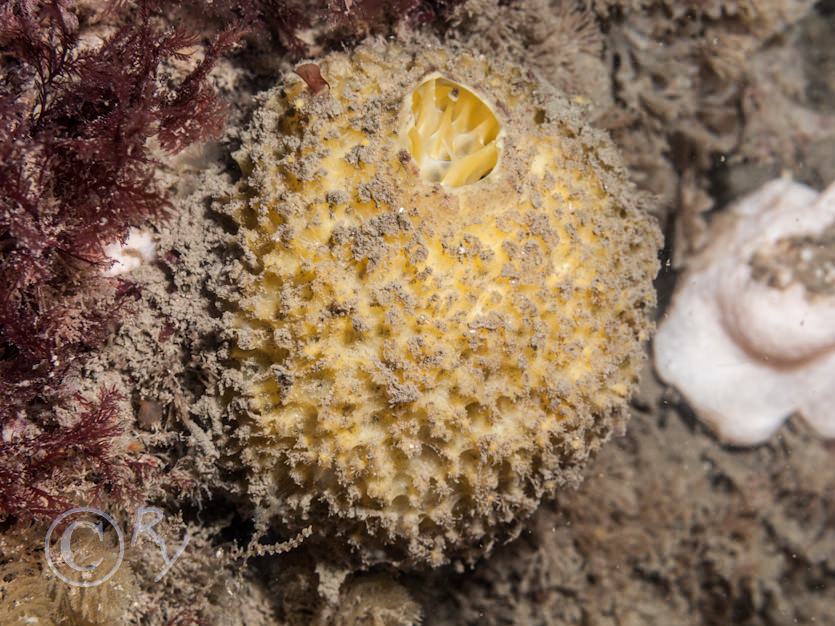 Tethya citrina  -- golf ball sponge