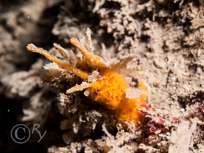Amphilectus fucorum -- shredded carrot sponge