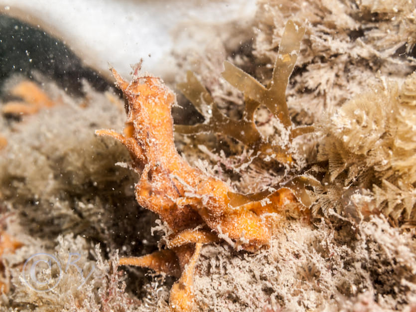 Amphilectus fucorum -- shredded carrot sponge,  Dictyota dichotoma -- brown fan weed