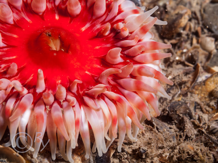 Urticina felina -- dahlia anemone