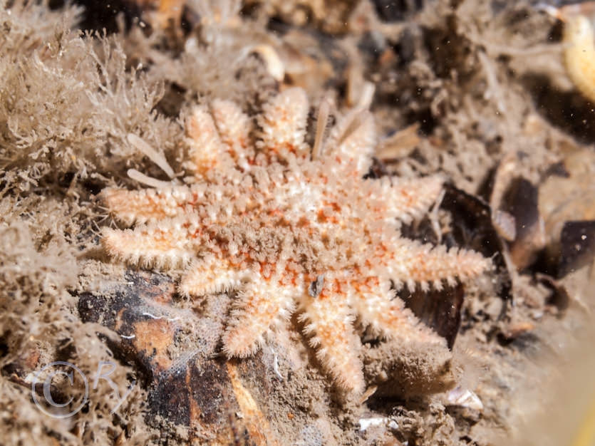 Crossaster papposus -- common sunstar