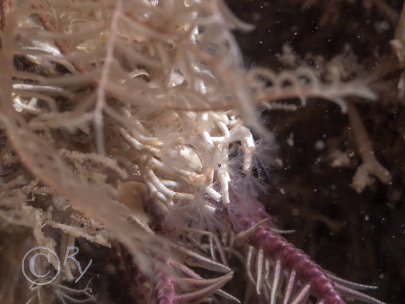 Antedon bifida -- common feather star, Salmacina dysteri -- coral worm