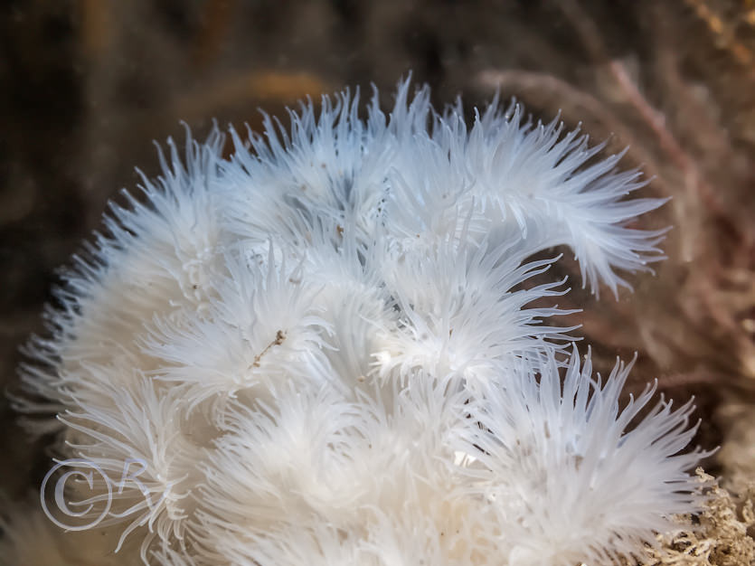 Metridium senile -- plumose anemone