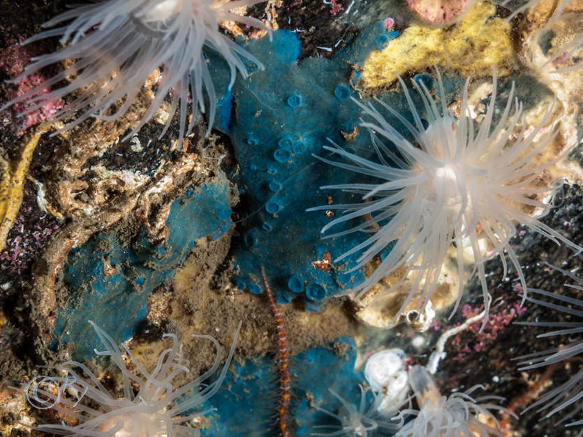 Hymedesmia paupertas -- blue sponge, Protanthea simplex -- sea loch anemone