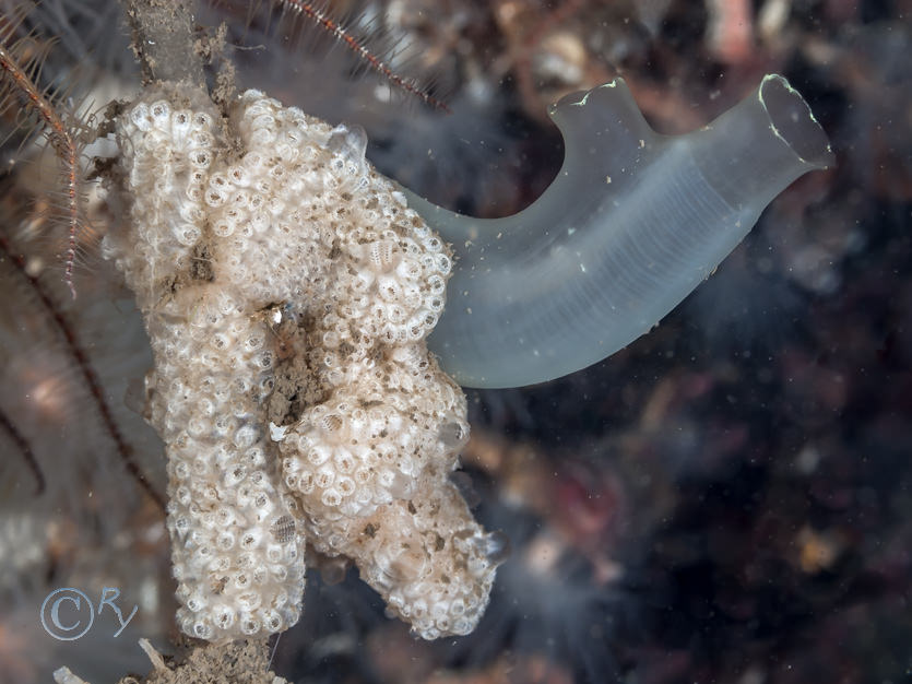 Aplidium nordmanni, Ciona intestinalis -- yellow ringed sea squirt