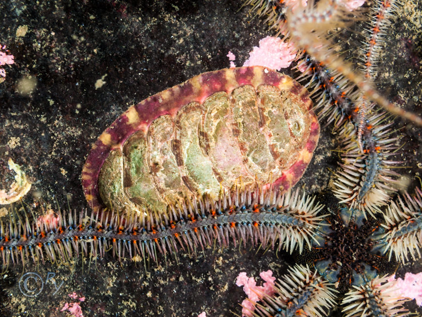 Ophiothrix fragilis -- common brittlestar, Tonicella (probably lineata) - Lined Chiton