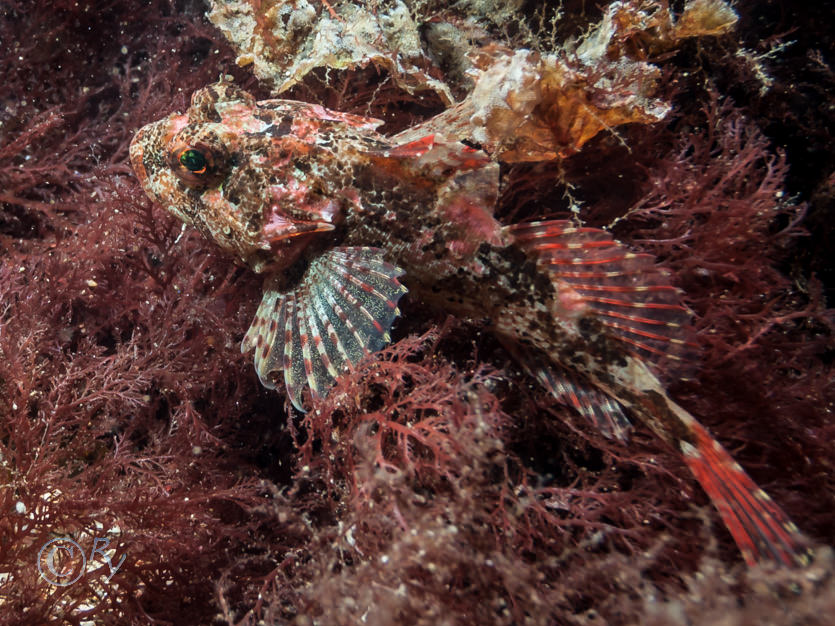 Plocamium cartilagineum -- red comb weed, Taurulus bubalis -- long-spined sea scorpion