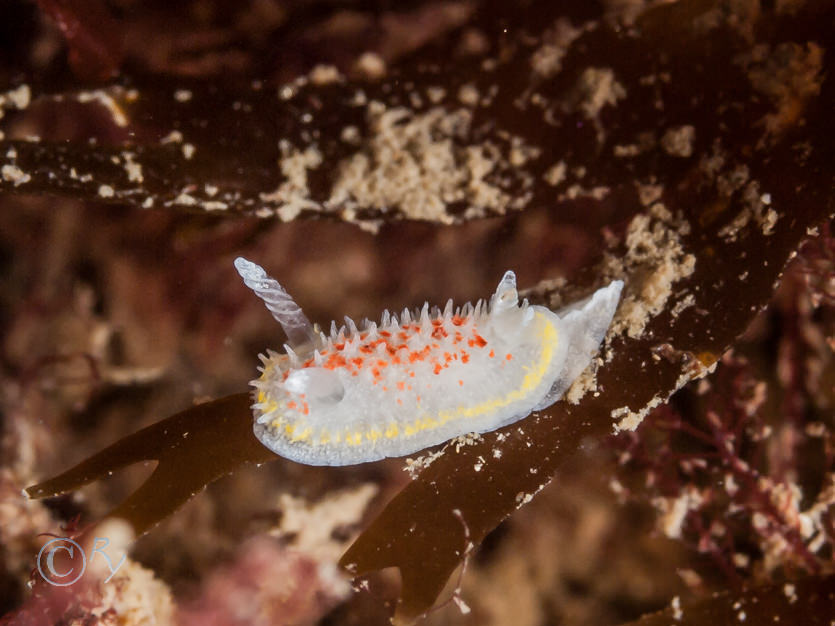 Diaphorodoris luteocincta -- fried egg sea slug