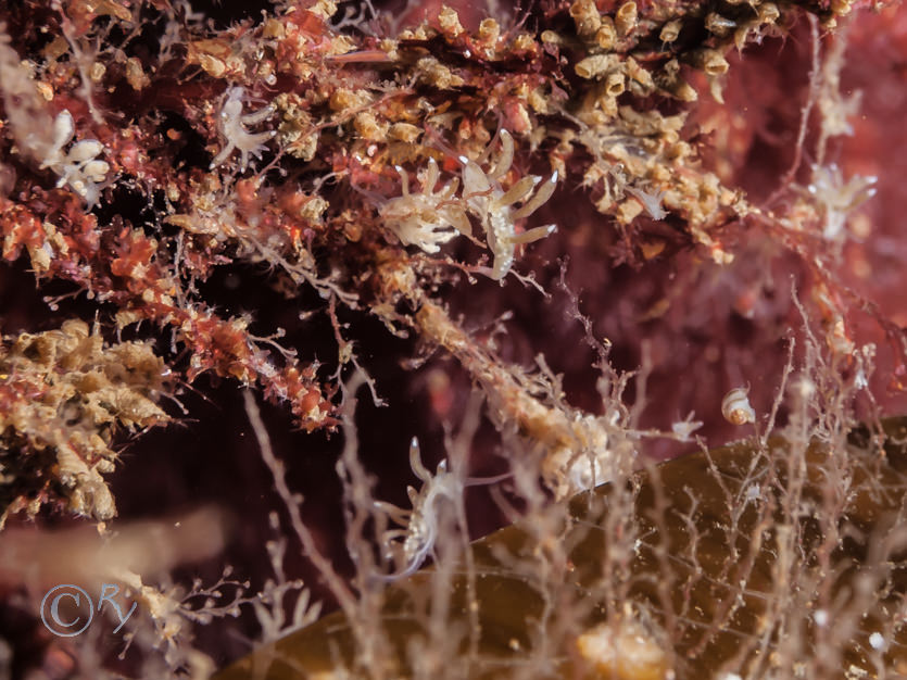 Amphipods in tubes, Obelia geniculata -- kelp fur, Tergipes tergipes