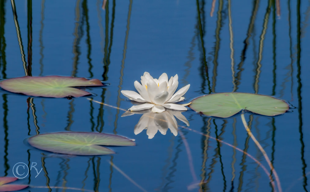 White Water Lily - Nymphaea alba