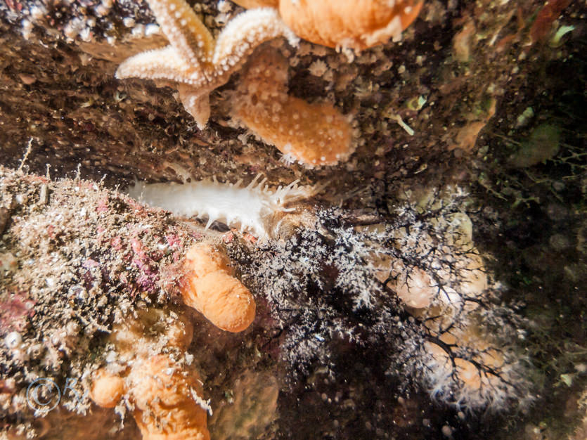 Pawsonia saxicola -- white crevice sea cuumber  white gerkin sea cucumber