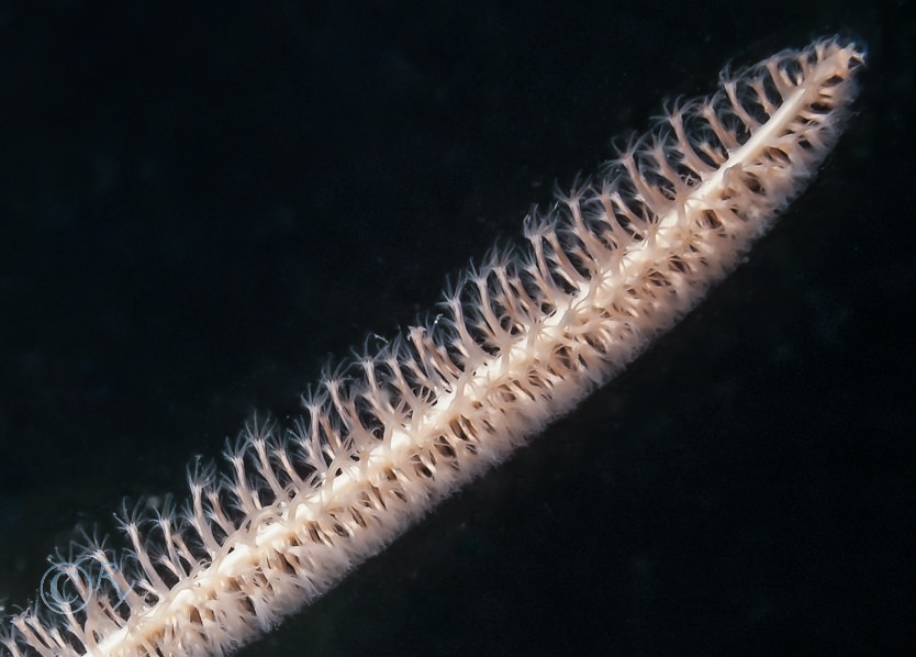 Funiculina quadrangularis -- tall sea pen