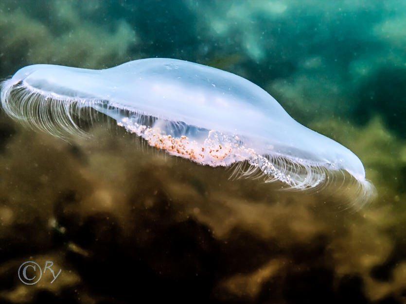 Aurelia aurita -- moon jellyfish  common jellyfish
