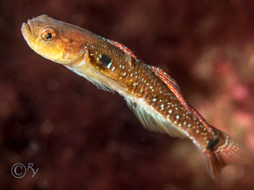 Gobiusculus flavescens -- two-spotted goby