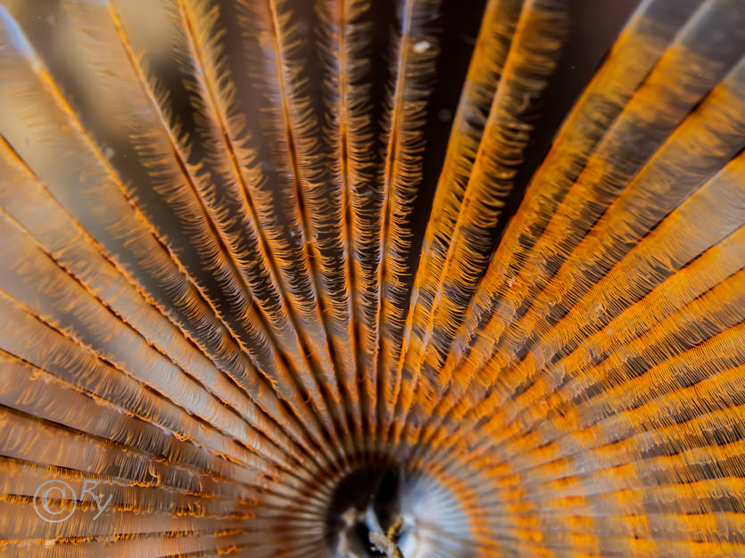Sabella pavonina -- peacock worm