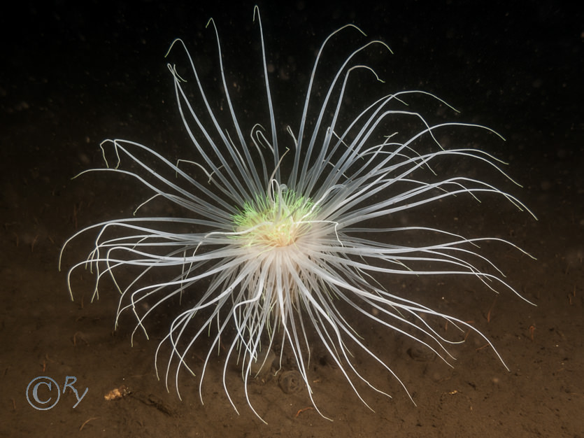 Pachycerianthus multiplicatus -- fireworks anemone