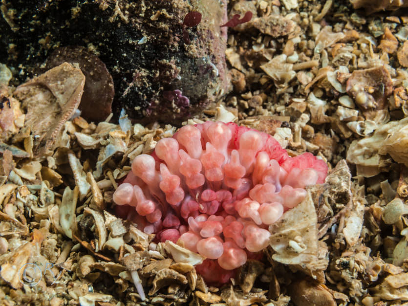 Aureliania heterocera -- imperial anemone