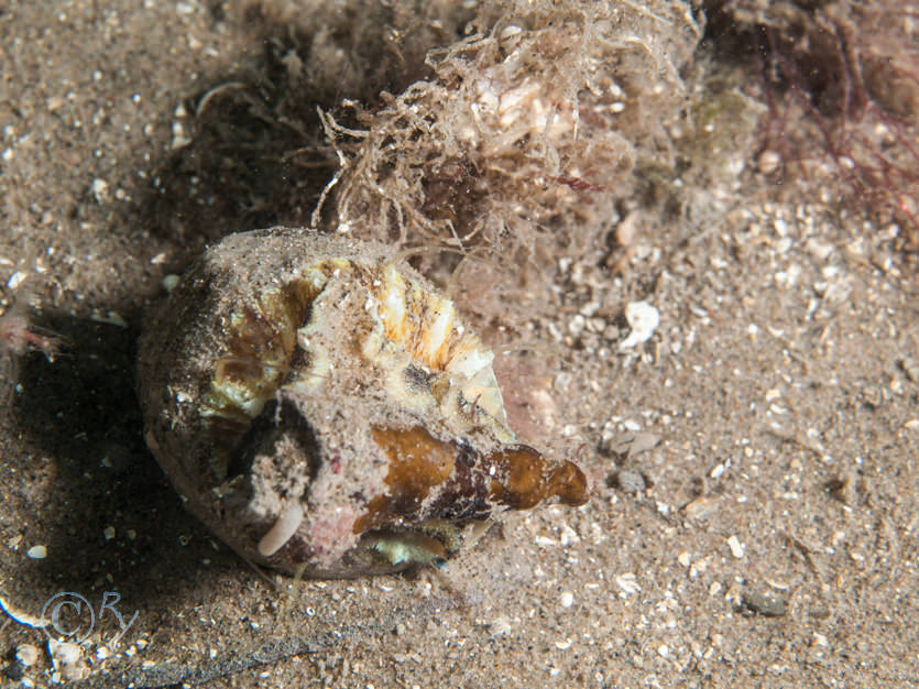 Gibbula umbilicalis -- flat top shell