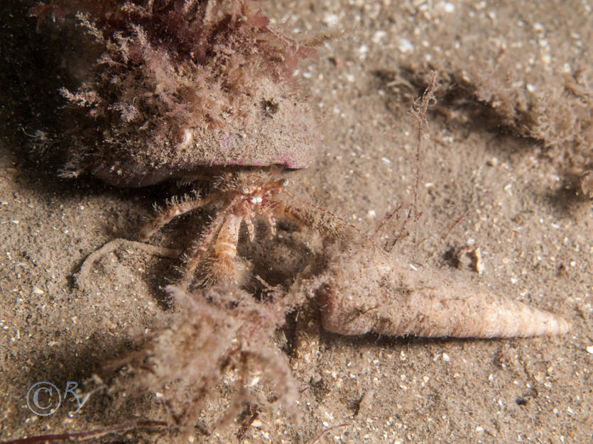 Pagurus prideaux -- anemone hermit crab, Turritella communis -- tower shell