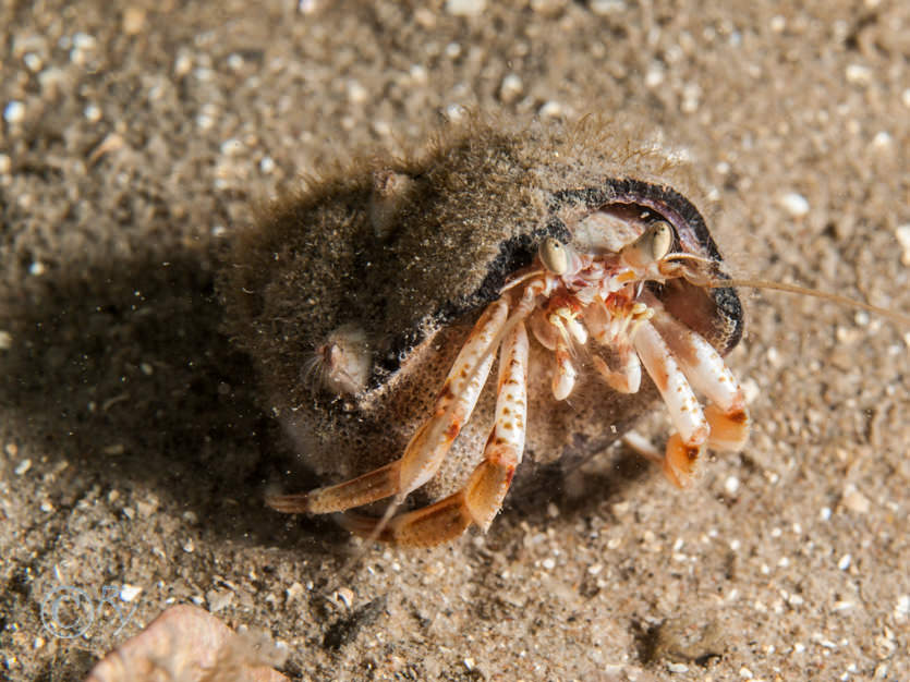 Balanus Sp., Pagurus bernhardus -- common hermit crab