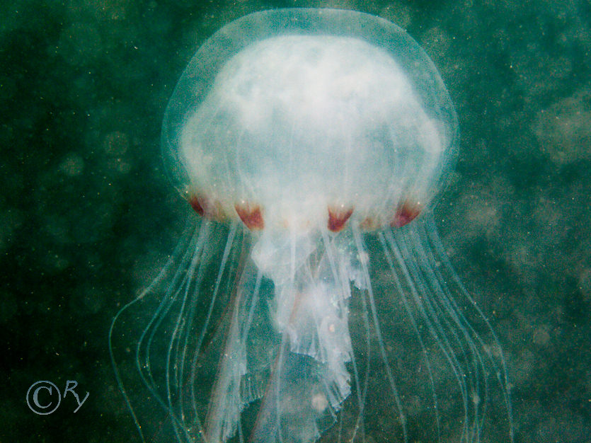 Chrysaora hysoscella -- compass jellyfish