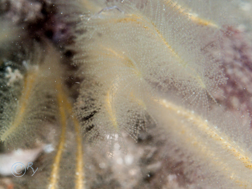 Nemertesia antennina -- antenna hydroid  sea beard