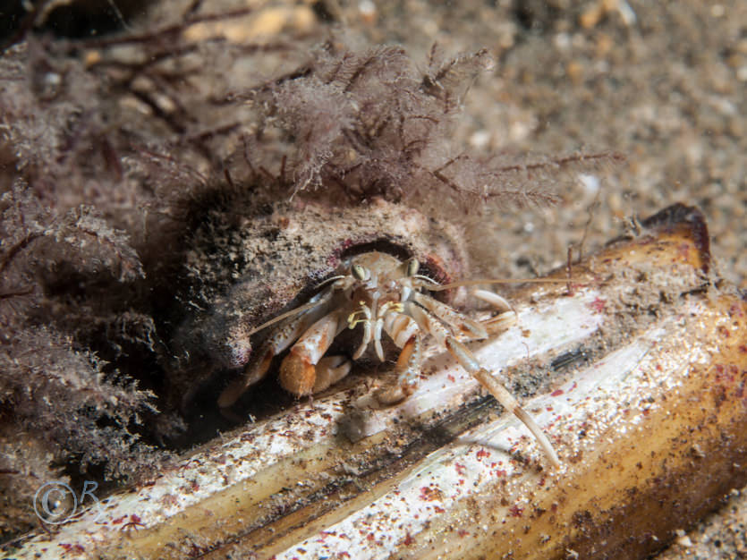 Ensis ensis -- common razor shell, Pagurus bernhardus -- common hermit crab, Spyridia filamentosa
