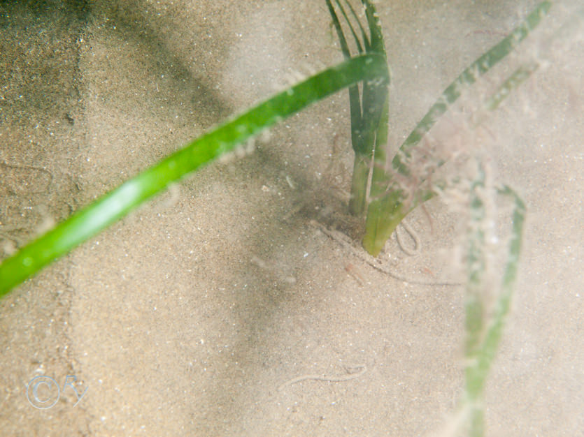 Zostera marina -- eel grass  sea grass