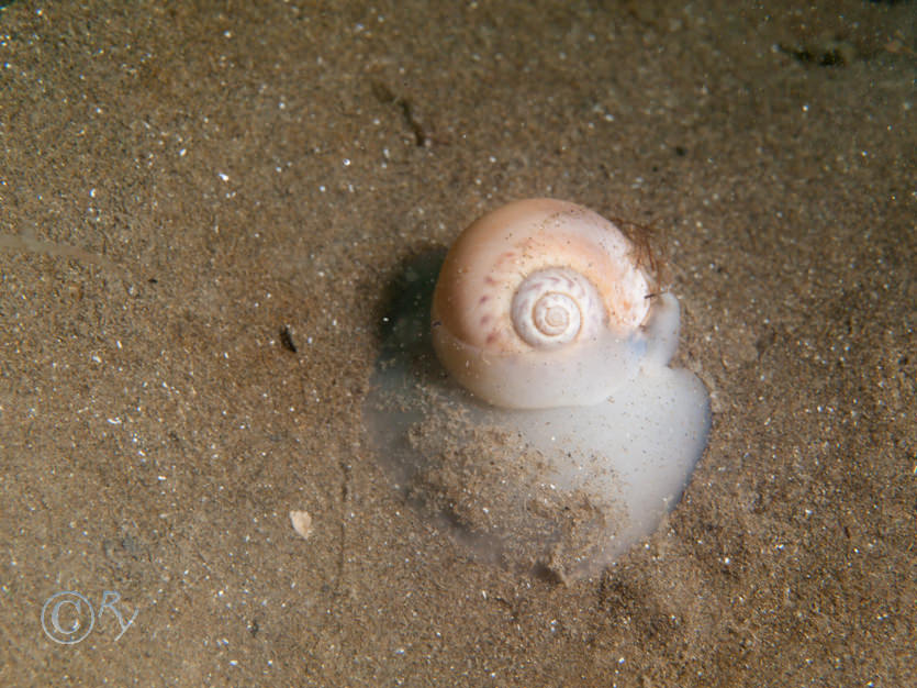Euspira catena -- moon snail (large necklace shell)