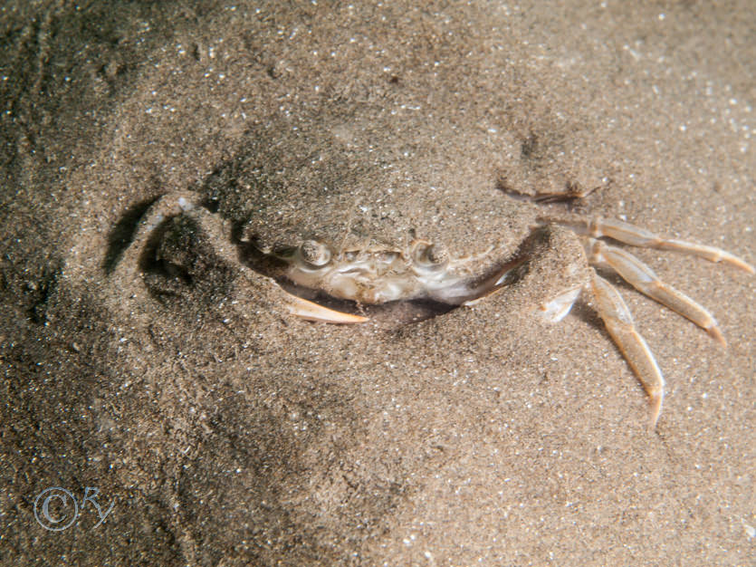Liocarcinus depurator -- harbour crab