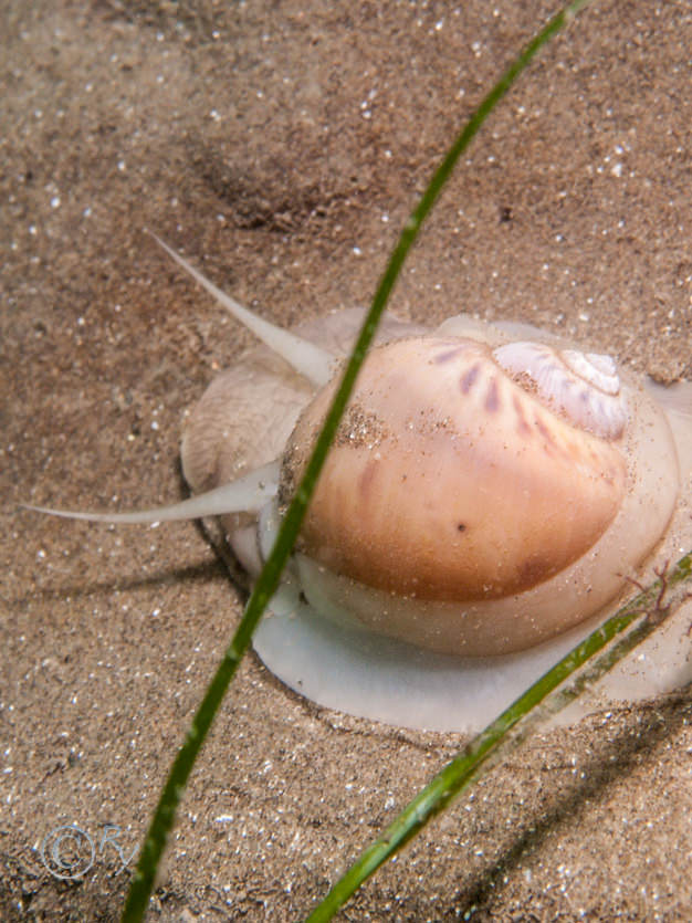 Euspira catena -- moon snail (large necklace shell)