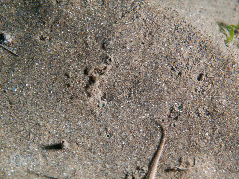 Ophiura ophiura -- sand brittlestar