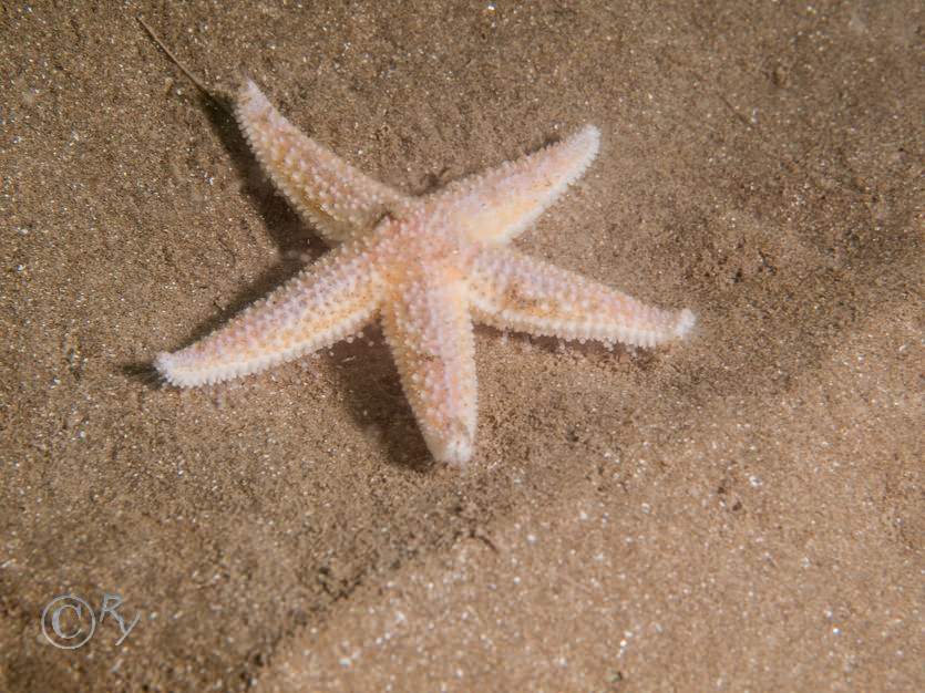 Asterias rubens -- common starfish