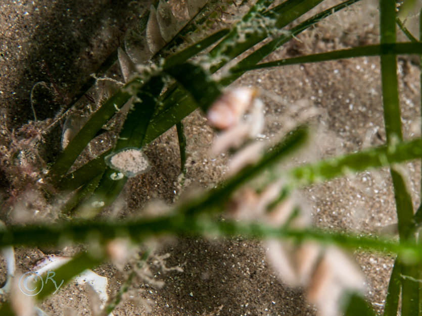 Zostera marina -- sea grass,  Hinia reticulata eggs -- Netted dog welk eggs
