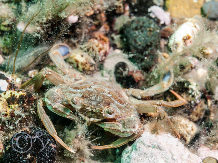 Liocarcinus depurator -- harbour crab