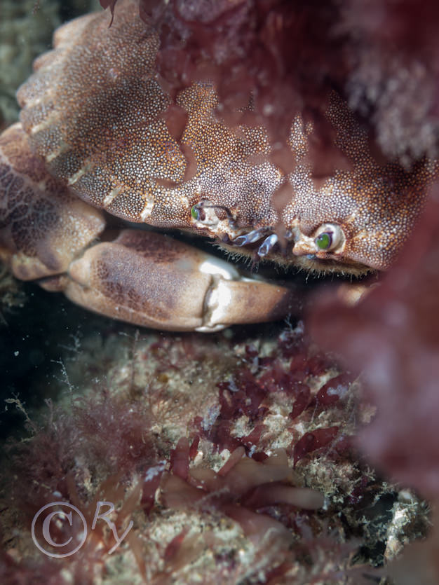 Cancer pagurus -- edible crab
