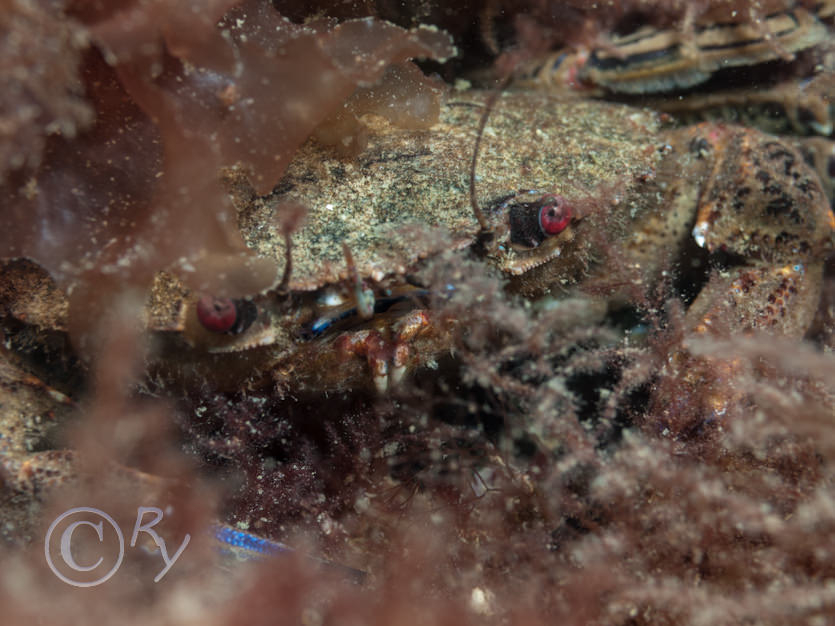 Necora puber -- velvet swimming crab  fiddler crab