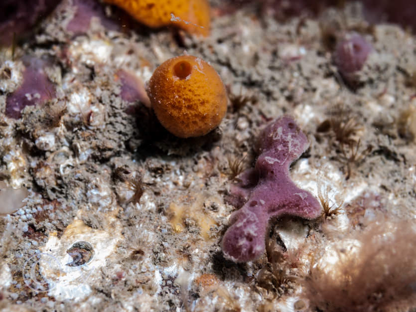 Amphilectus fucorum -- shredded carrot sponge, Haliclona viscosa -- volcano sponge