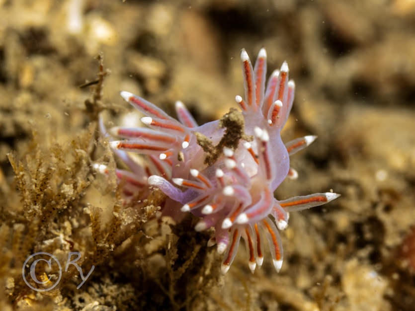 Flabellina pedata -- violet sea slug