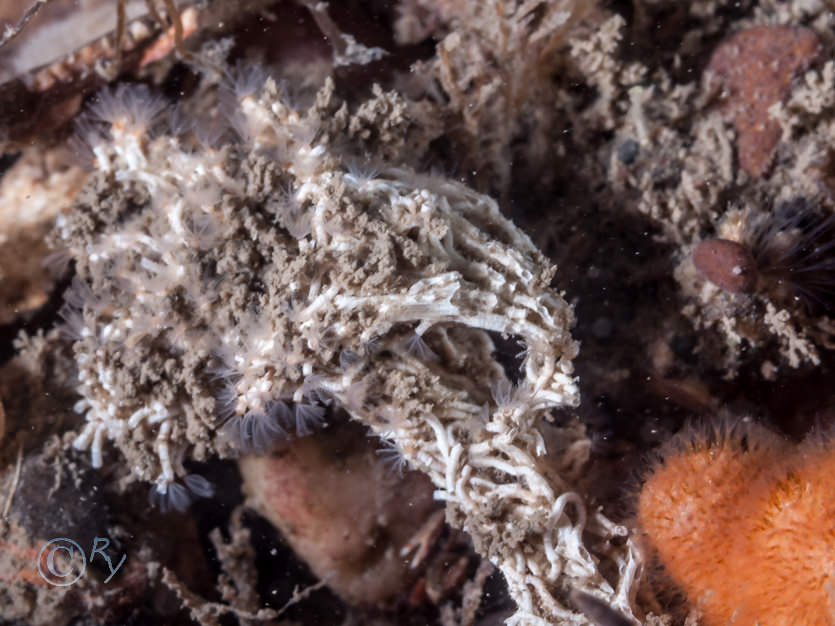 Cellepora pumicosa -- orange pumice bryozoan, Filograna implexa -- vermicelli worm