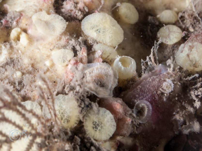 Cliona celata -- boring sponge, Plagioecia patina
